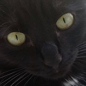 Meet your Posher, Ivan